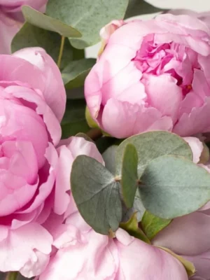 Bouquet Pivoine Svetlana